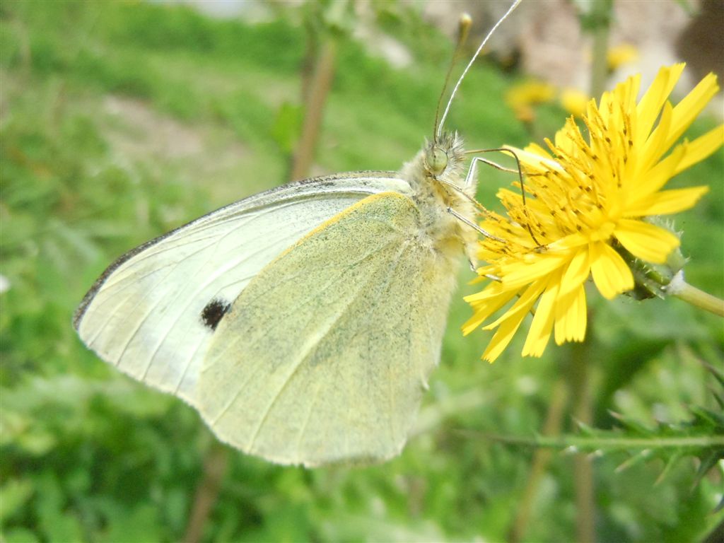 Pieris da identificare